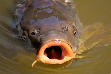 Rybářské závody O pohár starosty obce Vítězná